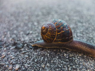 Snail on the ground