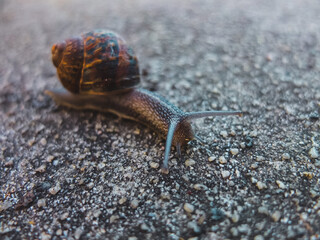 Snail on the ground