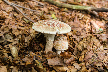 AMANITA MUSCARIA