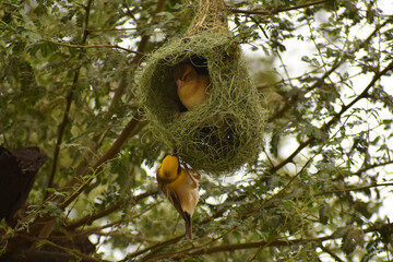 Baya Weaver
Nesting
Resting
Developing Shelter