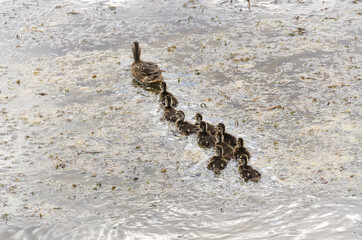 Fototapeta na wymiar family ducks swim on the water on a lake in Bryce Canyon National Park in united states