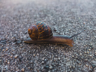 snail