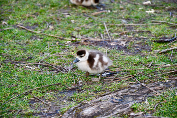 gossling of egyptian goose