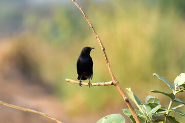 BlackBird