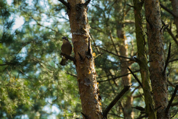 Fototapeta premium Natura