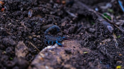 Black Indian Scorpion