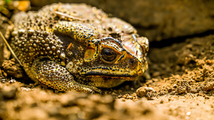 Indian Toad