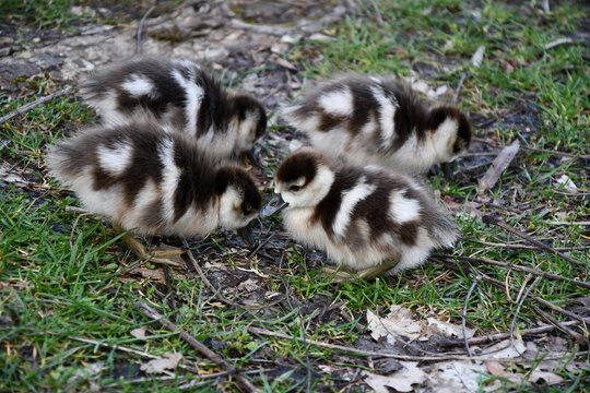 gosslings of egyptian goose