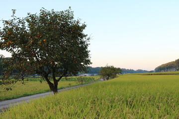 秋の稲田風景