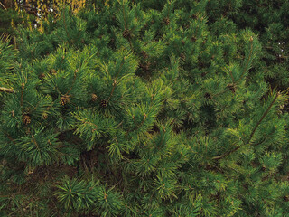 pine branches and cones, texture