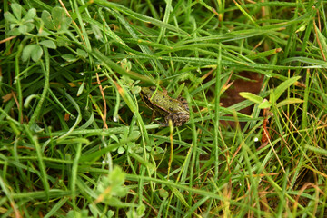 frog in the grass