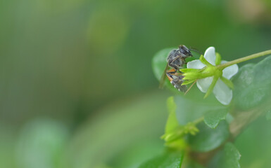 Bee laber seeks nectar from flowers on a Tuesday morning.