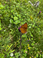 Imperial coat butterfly on a meadow