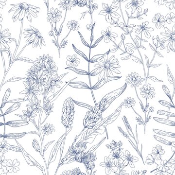 Seamless botanical pattern with wild flowers. Outlined floral background with herbs. Endless repeating texture design. Engraved handdrawn herbal plant print. Hand-drawn detailed vector illustration
