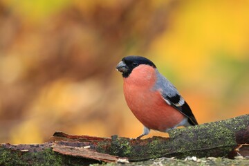 Pyrrhula pyrrhula. Beautiful portrait of a bullfinch male. Beautiful autumn scene with a finch.