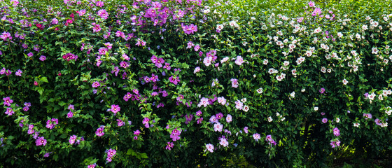 Blossoming hibiscus fence, violet and white flowers among green foliage