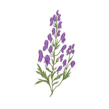 Aconite flower. Botanical drawing of wild floral plant, wolfsbane. Blossomed aconitum. Medicinal field herb in retro style. Hand-drawn vector illustration of wildflower isolated on white background