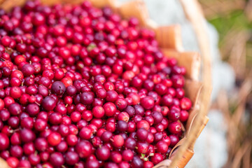Basket with red lingonberries. Harvesting in autumn