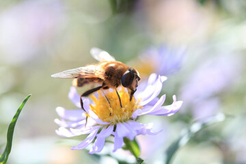 Close up of a honey bee on a daisy flower collecting pollen