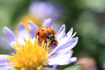 Fototapeta premium Close up of a Ladybird on a daisy flower collecting pollen