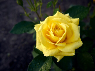 beautiful yellow rose with dew drops on the bud, close-up