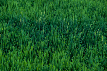Obraz premium Campos de arroz en Valencia.