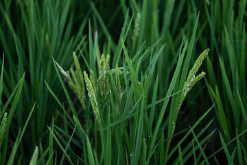 Campos de arroz en Valencia.