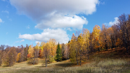 Autumn forest. Aerial photography. View from above