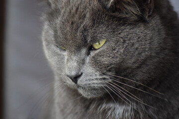 Grey cat sleeping in peace on gray blanket