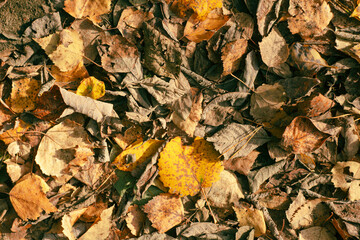 Autumn aspen leaves 
