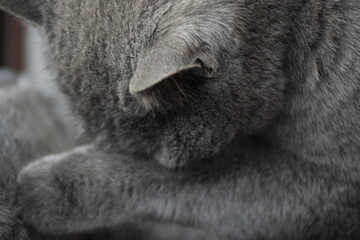 Grey cat sleeping in peace on gray blanket