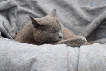 Grey cat sleeping in peace on gray blanket
