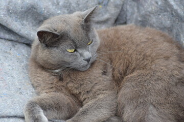 Grey cat sleeping in peace on gray blanket