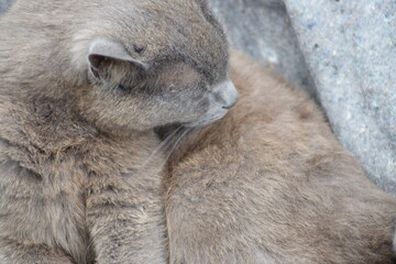 Naklejka premium Grey cat sleeping in peace on gray blanket