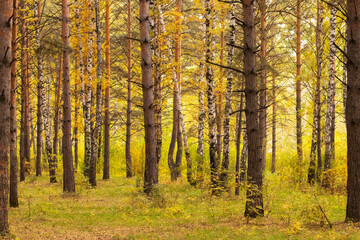 Fototapeta premium yellow and orange trees in the forest in autumn landscape