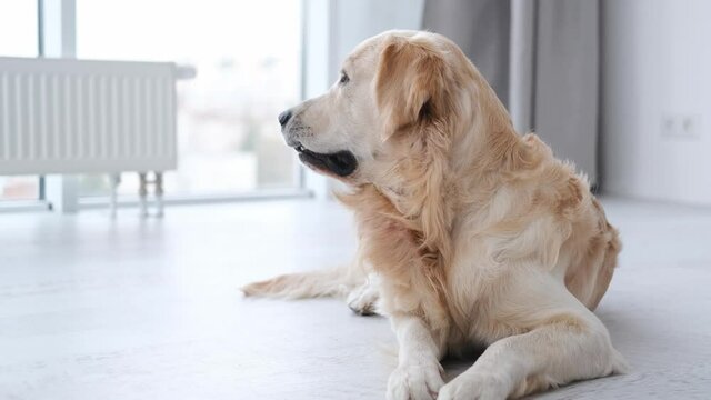 Portrait of beautiful golden retriever dog lying on the floor in the room with daylight. Cute doggy breathing with tonque out and looking at the camera. Funny labrador at home.