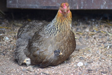 Chicken