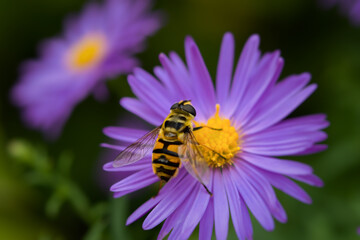 Bee close-up. Bright purple autumn flower of the Asteraceae family. The striped insect collects nectar from the yellow core. Macro wild life. Natural floral rich background, selective focus on the bee