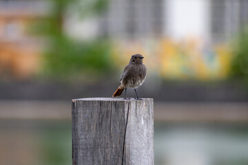 redstart on a wooden pole