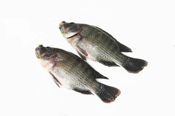 Fresh tilapia isolated on white background, grilled tilapia