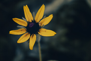 yellow flower on black background