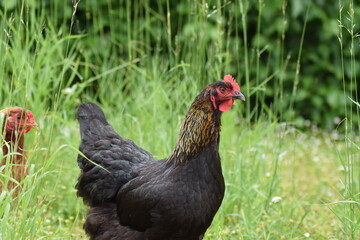 Chicken on grass in the rain on a rainy day