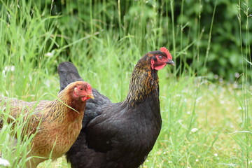 Chicken on grass in the rain on a rainy day