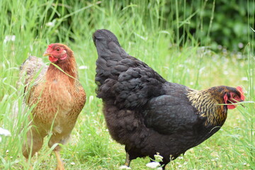 Chicken on grass in the rain on a rainy day