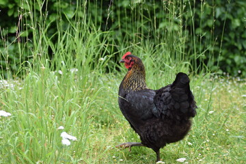 Chicken on grass in the rain on a rainy day