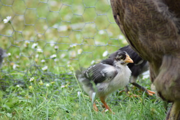 Little chicken on the wet grass.
