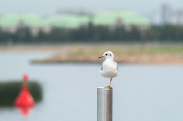 a seagull stands on one paw against the background of the city harbor