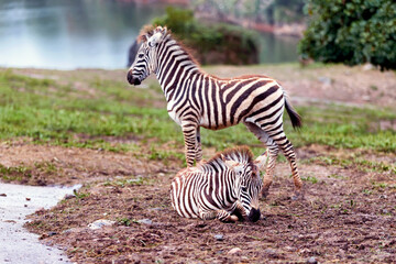 Fototapeta na wymiar small zebras in rainy season