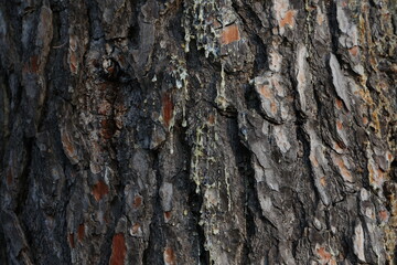 Resin flows down the trunk of a pine tree