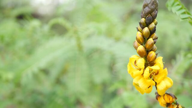 African senna flowers blossom, gardening in California, USA. Natural botanical close up background. Yellow bloom in spring morning garden, fresh springtime flora in soft focus. Candlestick juicy plant